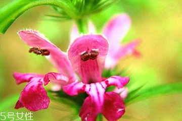 益母草和新生化顆?？梢砸黄鸷葐?></p><h3>益母草是什么時候喝</h3><p>益母草的主要功效是活血、祛淤、調(diào)經(jīng)、消水。性味是發(fā)寒的，在月經(jīng)期間基本上是不建議吃的，如果你本身月經(jīng)量少，可以酌情在經(jīng)期前喝一點，紅糖水也是可以喝的，經(jīng)期則是最好不要服用任何藥物，經(jīng)期前后注意保暖,少食用生冷食物。</p><p style=