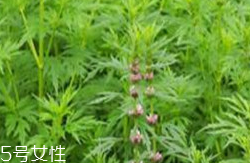 益母草和新生化顆?？梢砸黄鸷葐?></p><h3>新生化顆粒注意事項</h3><p>1.當(dāng)藥品性狀發(fā)生改變時禁止服用。</p><p>2.請放在兒童不能接觸的地方。</p><p>3.糖尿病患者在醫(yī)生指導(dǎo)下使用。</p>		</div>
<div align=