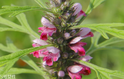 益母草怎么吃 益母草泡紅棗 益母草怎么吃 益母草泡紅棗