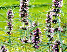 益母草的價(jià)格 益母草多少錢(qián)一斤2018