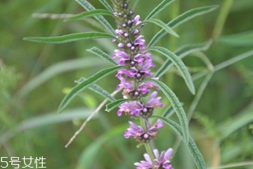 益母草的選購(gòu)技法 三大挑選方法 益母草的選購(gòu)技法 三大挑選方法