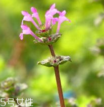 益母草的選購(gòu)技法 三大挑選方法 益母草的選購(gòu)技法 三大挑選方法