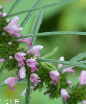 益母草的選購(gòu)技法 三大挑選方法 益母草的選購(gòu)技法 三大挑選方法