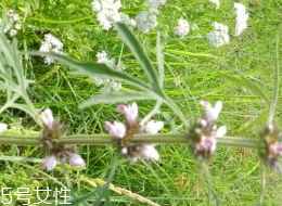 益母草吃了會上火嗎 不會上火 益母草吃了會上火嗎 不會上火