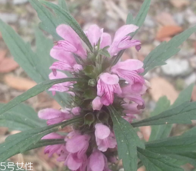 益母草吃了會上火嗎 不會上火 益母草吃了會上火嗎 不會上火