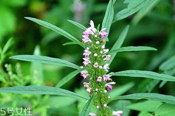 益母草是發(fā)物嗎 益母草不是發(fā)物 益母草是發(fā)物嗎 益母草不是發(fā)物