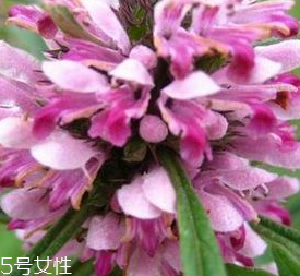 益母草是發(fā)物嗎 益母草不是發(fā)物 益母草是發(fā)物嗎 益母草不是發(fā)物