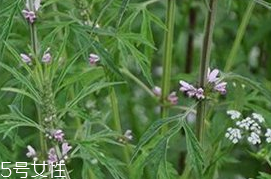 益母草是發(fā)物嗎 益母草不是發(fā)物 益母草是發(fā)物嗎 益母草不是發(fā)物