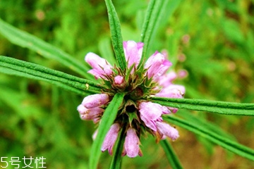 益母草能長(zhǎng)期服用嗎 長(zhǎng)期服用會(huì)有副作用