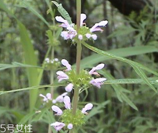 益母草能長(zhǎng)期服用嗎 長(zhǎng)期服用會(huì)有副作用