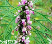 益母草能泡腳嗎 泡腳有利于活血化瘀 益母草能泡腳嗎 泡腳有利于活血化瘀