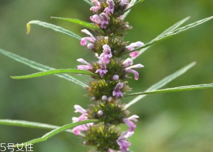 益母草顆粒在哪里購(gòu)買(mǎi) 各大藥店都有