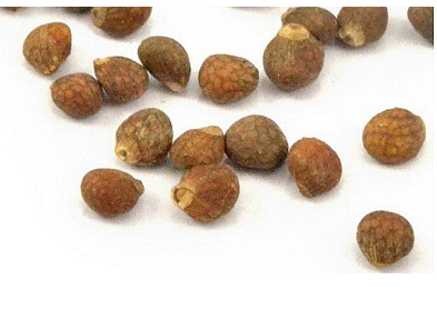 紫蘇子是溫性還是涼性 紫蘇子性溫 紫蘇子是溫性還是涼性 紫蘇子性溫