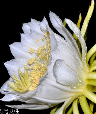 霸王花能吃嗎 霸王花不僅能吃還很好吃 霸王花能吃嗎 霸王花不僅能吃還很好吃