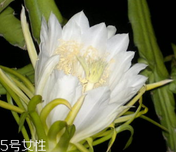 霸王花的用途 霸王花怎么用 霸王花的用途 霸王花怎么用