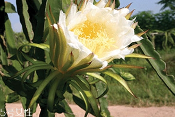 霸王花能人工養(yǎng)殖嗎 可以人工養(yǎng)殖 霸王花能人工養(yǎng)殖嗎 可以人工養(yǎng)殖
