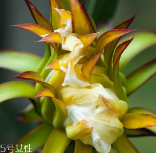 霸王花能人工養(yǎng)殖嗎 可以人工養(yǎng)殖 霸王花能人工養(yǎng)殖嗎 可以人工養(yǎng)殖