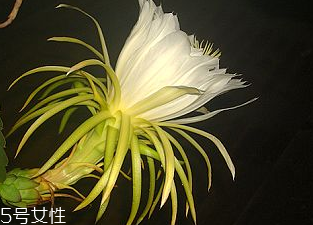 霸王花可以燉鴨子嗎 霸王花老鴨湯 霸王花可以燉鴨子嗎 霸王花老鴨湯