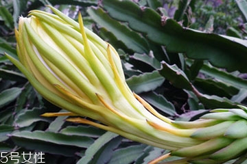 霸王花能給產(chǎn)婦吃嗎 產(chǎn)婦少吃為妙 霸王花能給產(chǎn)婦吃嗎 產(chǎn)婦少吃為妙