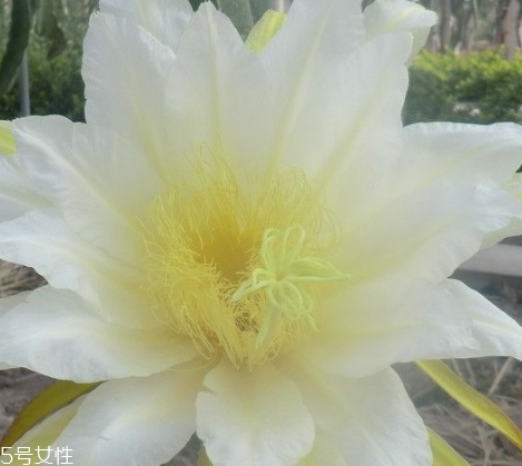 霸王花能給產(chǎn)婦吃嗎 產(chǎn)婦少吃為妙 霸王花能給產(chǎn)婦吃嗎 產(chǎn)婦少吃為妙