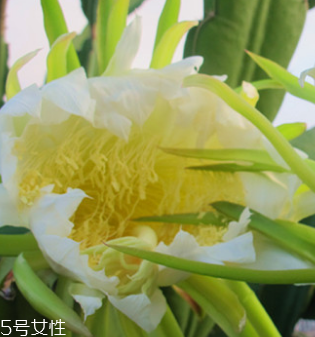 霸王花怎么清洗才會更加干凈 霸王花怎么清洗才會更加干凈