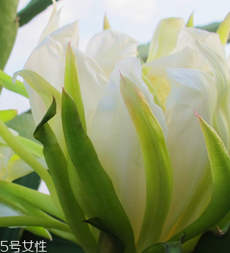 霸王花怎么清洗才會更加干凈 霸王花怎么清洗才會更加干凈