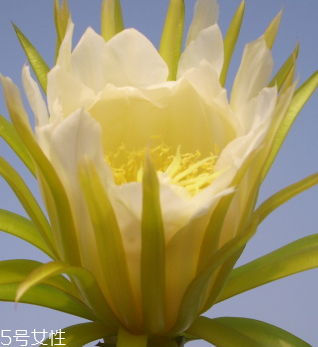 霸王花是寒性還是熱性 霸王花是寒性還是熱性