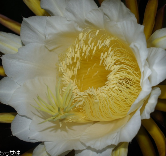 霸王花是寒性還是熱性 霸王花是寒性還是熱性