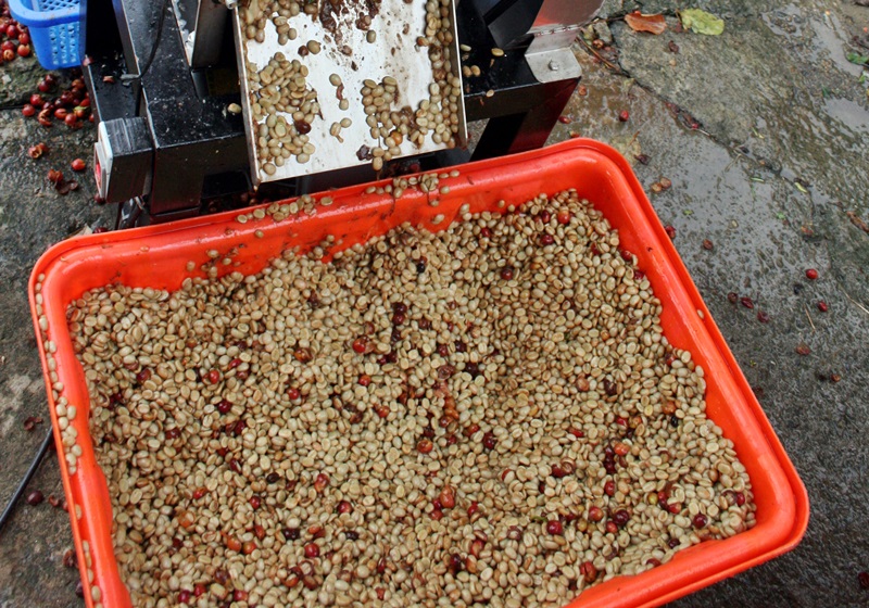 麝香貓咖啡的產(chǎn)地是哪里 貓屎咖啡由來介紹 麝香貓咖啡的產(chǎn)地是哪里 貓屎咖啡由來介紹