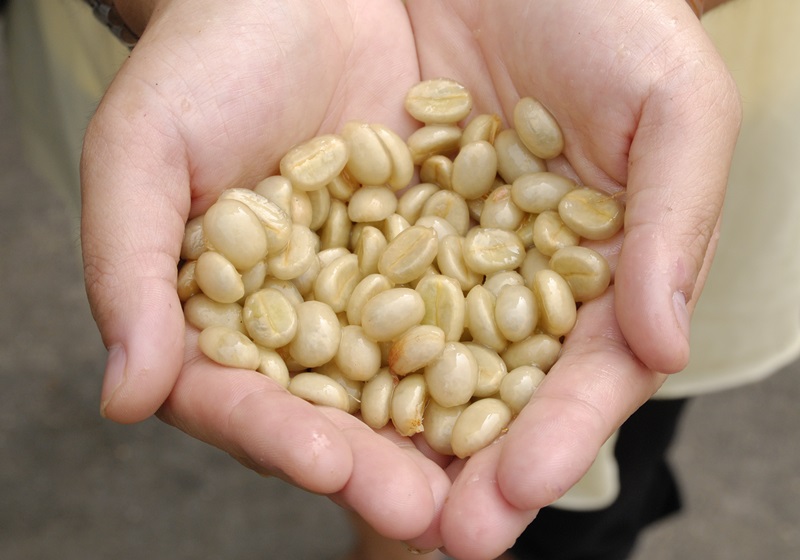 麝香貓咖啡的產(chǎn)地是哪里 貓屎咖啡由來介紹 麝香貓咖啡的產(chǎn)地是哪里 貓屎咖啡由來介紹