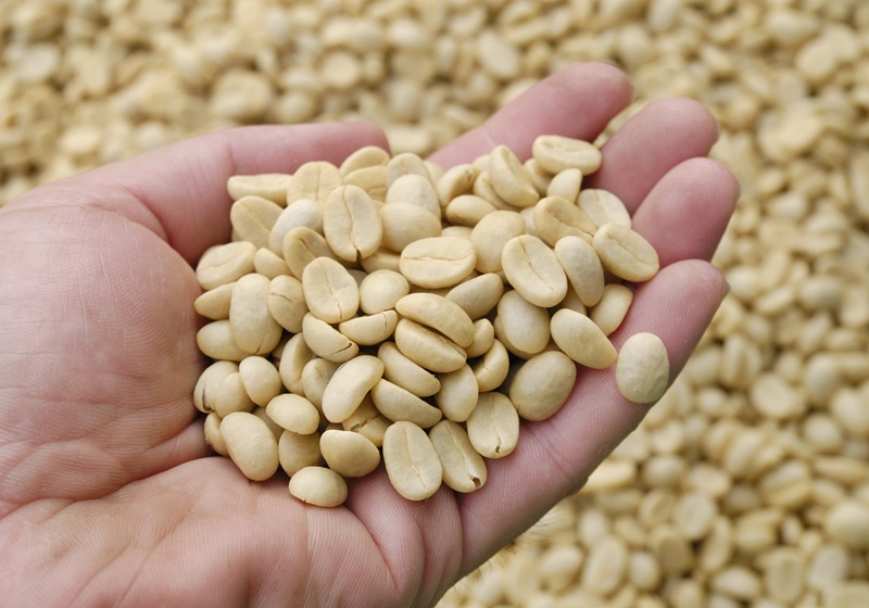 麝香貓咖啡的產(chǎn)地是哪里 貓屎咖啡由來介紹 麝香貓咖啡的產(chǎn)地是哪里 貓屎咖啡由來介紹