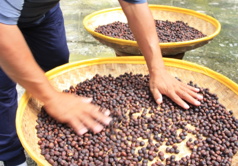 麝香貓咖啡的產(chǎn)地是哪里 貓屎咖啡由來介紹 麝香貓咖啡的產(chǎn)地是哪里 貓屎咖啡由來介紹