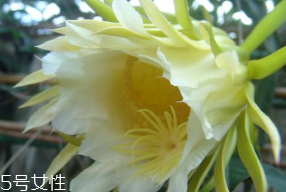 霸王花是發(fā)物嗎 霸王花不是發(fā)物 霸王花是發(fā)物嗎 霸王花不是發(fā)物