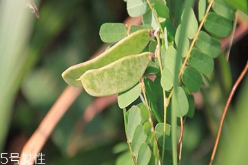雞骨草是含羞草嗎 雞骨草不是含羞草 雞骨草是含羞草嗎 雞骨草不是含羞草
