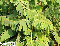 雞骨草是含羞草嗎 雞骨草不是含羞草 雞骨草是含羞草嗎 雞骨草不是含羞草