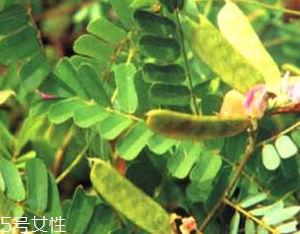 雞骨草是含羞草嗎 雞骨草不是含羞草 雞骨草是含羞草嗎 雞骨草不是含羞草