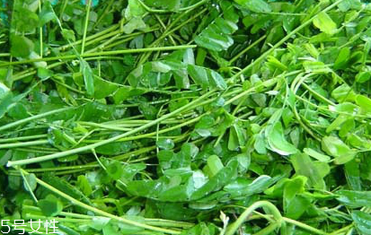 雞骨草和夏枯草的區(qū)別 雞骨草和夏枯草的區(qū)別