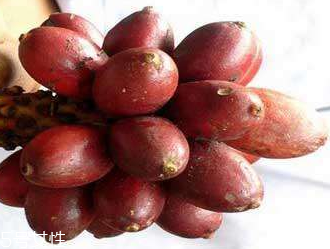 草果的營養(yǎng)成分 含有香葉醇和草果酮 草果的營養(yǎng)成分 含有香葉醇和草果酮