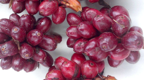 草果能給寶寶吃嗎 適當(dāng)少吃 草果能給寶寶吃嗎 適當(dāng)少吃