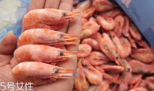 北極蝦是深海蝦嗎 北極蝦是深海蝦 北極蝦是深海蝦嗎 北極蝦是深海蝦