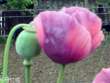 罌粟是什么 多種鎮(zhèn)靜劑的來(lái)源 罌粟是什么 多種鎮(zhèn)靜劑的來(lái)源