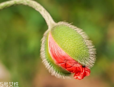 罌粟是什么 多種鎮(zhèn)靜劑的來(lái)源 罌粟是什么 多種鎮(zhèn)靜劑的來(lái)源