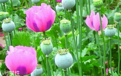 罌粟能治癌癥嗎 罌粟能治癌癥嗎