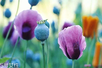 罌粟怎么藥用 兩大用法 罌粟怎么藥用 兩大用法