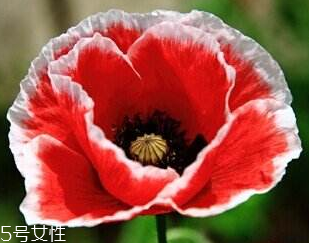 罌粟怎么藥用 兩大用法 罌粟怎么藥用 兩大用法