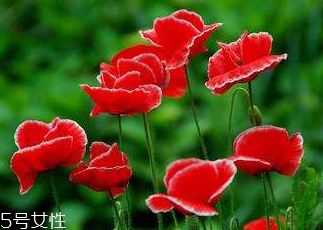 罌粟怎么藥用 兩大用法 罌粟怎么藥用 兩大用法