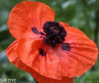 罌粟可以做調(diào)料嗎 不可以做調(diào)料 罌粟可以做調(diào)料嗎 不可以做調(diào)料