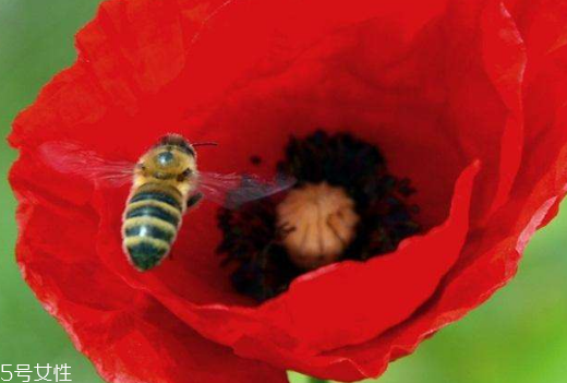 罌粟可以做調(diào)料嗎 不可以做調(diào)料 罌粟可以做調(diào)料嗎 不可以做調(diào)料