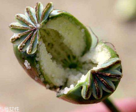 罌粟釣魚有用嗎 罌粟釣魚有用嗎