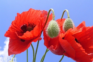 罌粟和虞美人的區(qū)別 六大區(qū)別 罌粟和虞美人的區(qū)別 六大區(qū)別